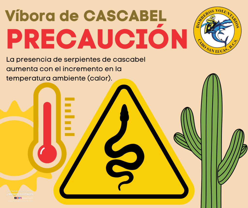 El aumento de temperaturas es un factor para el recurrente avistamiento de víbora de cascabel en domicilios de Cabo San Lucas. 