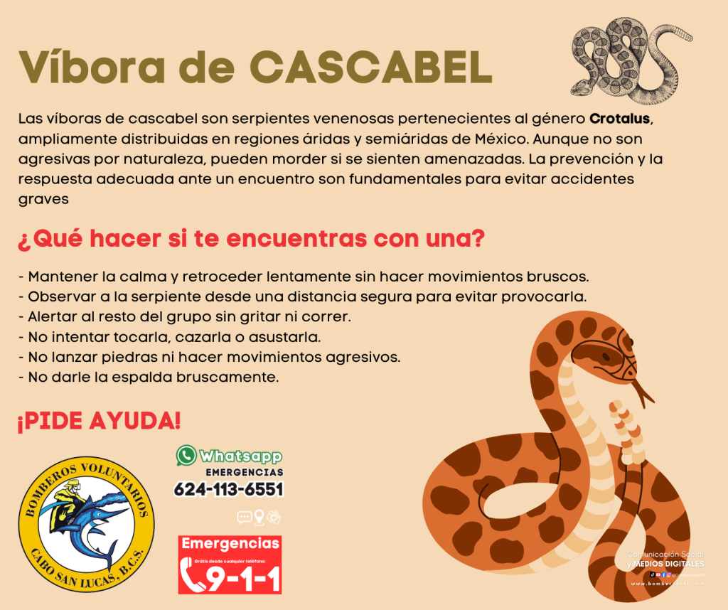 El aumento de temperaturas es un factor para el recurrente avistamiento de víbora de cascabel en domicilios de Cabo San Lucas. 